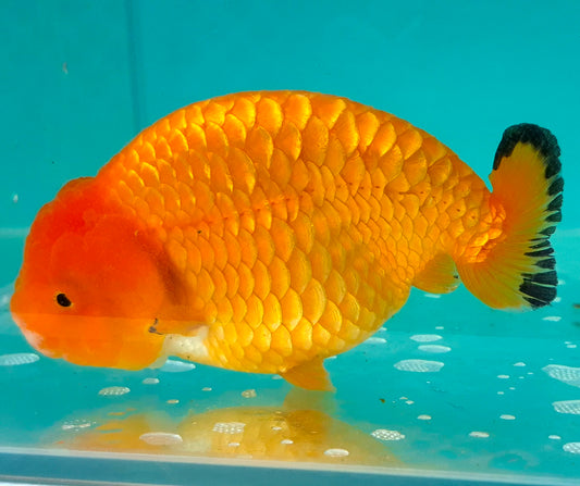 Live Fish Orange Dragonscale Ranchu 4.5 inches