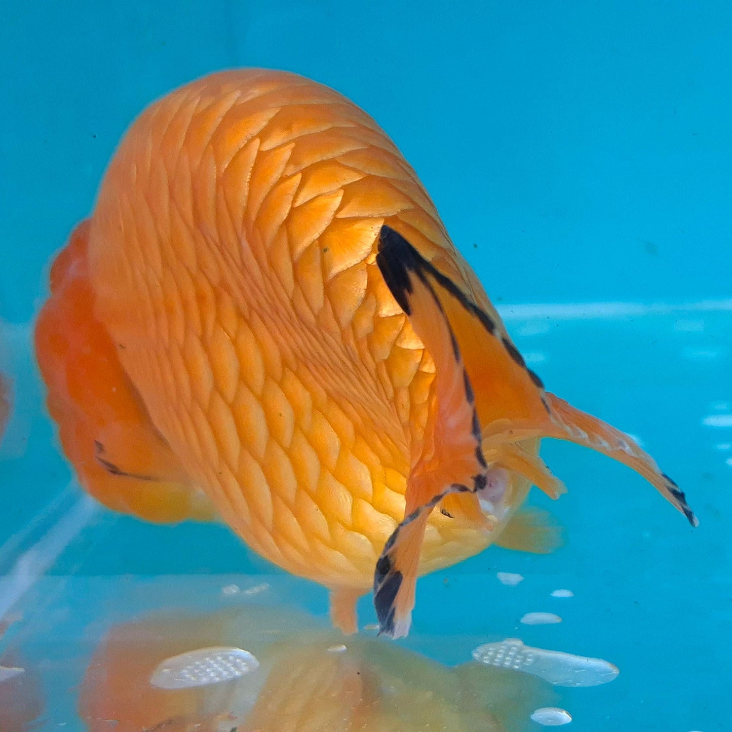 Live Fish Orange Dragonscale Ranchu 4.5 inches