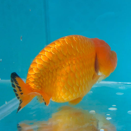 Live Fish Orange Dragonscale Ranchu 4.5 inches