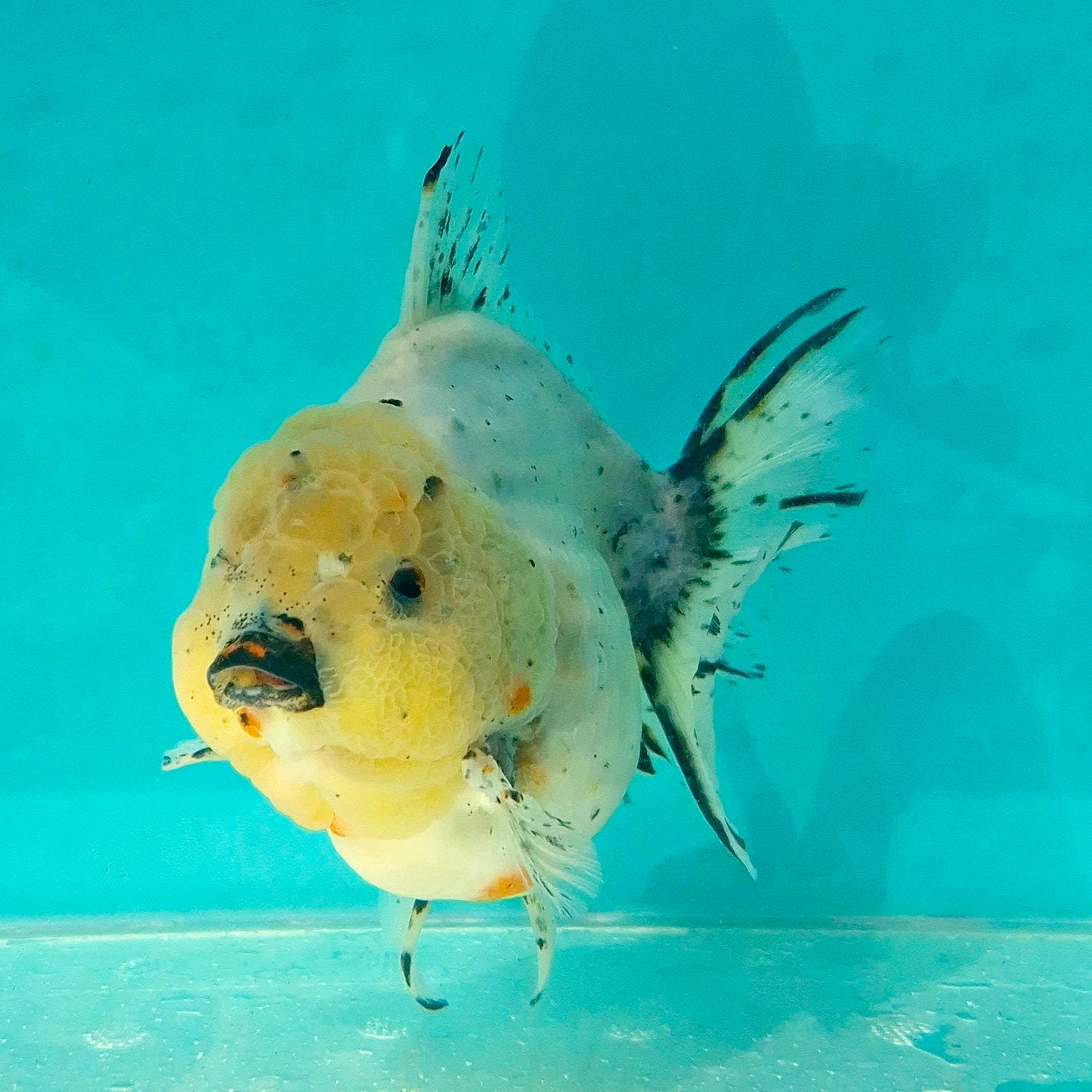 Live Fish Calico Godzilla Oranda