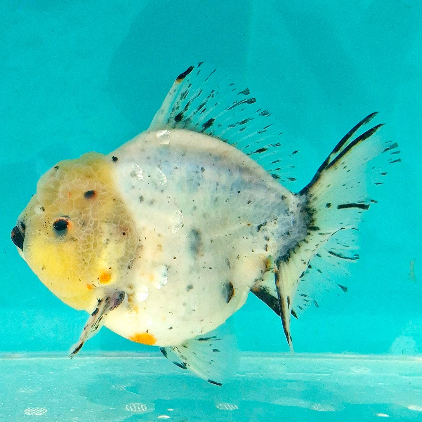 Live Fish Calico Godzilla Oranda