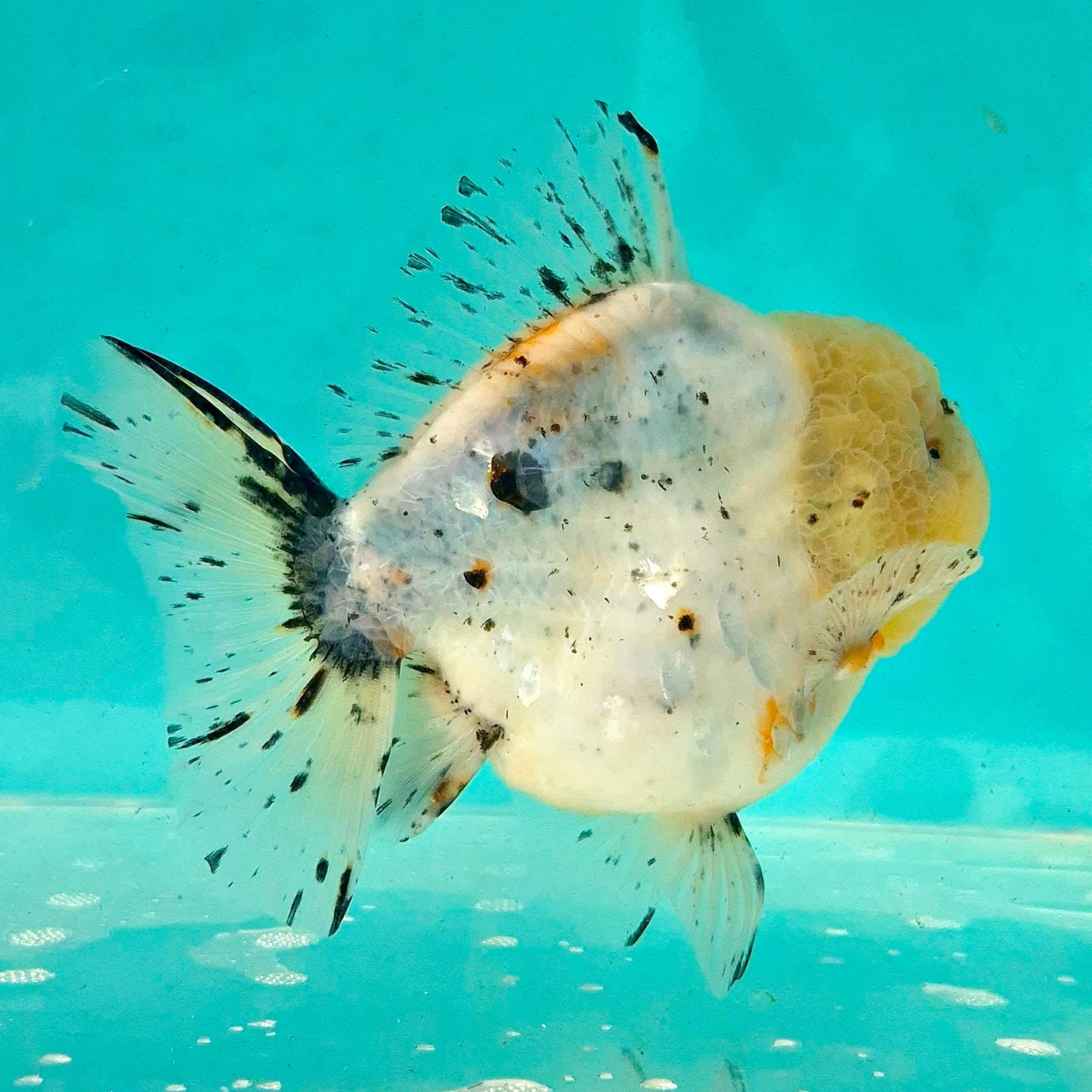 Live Fish Calico Godzilla Oranda