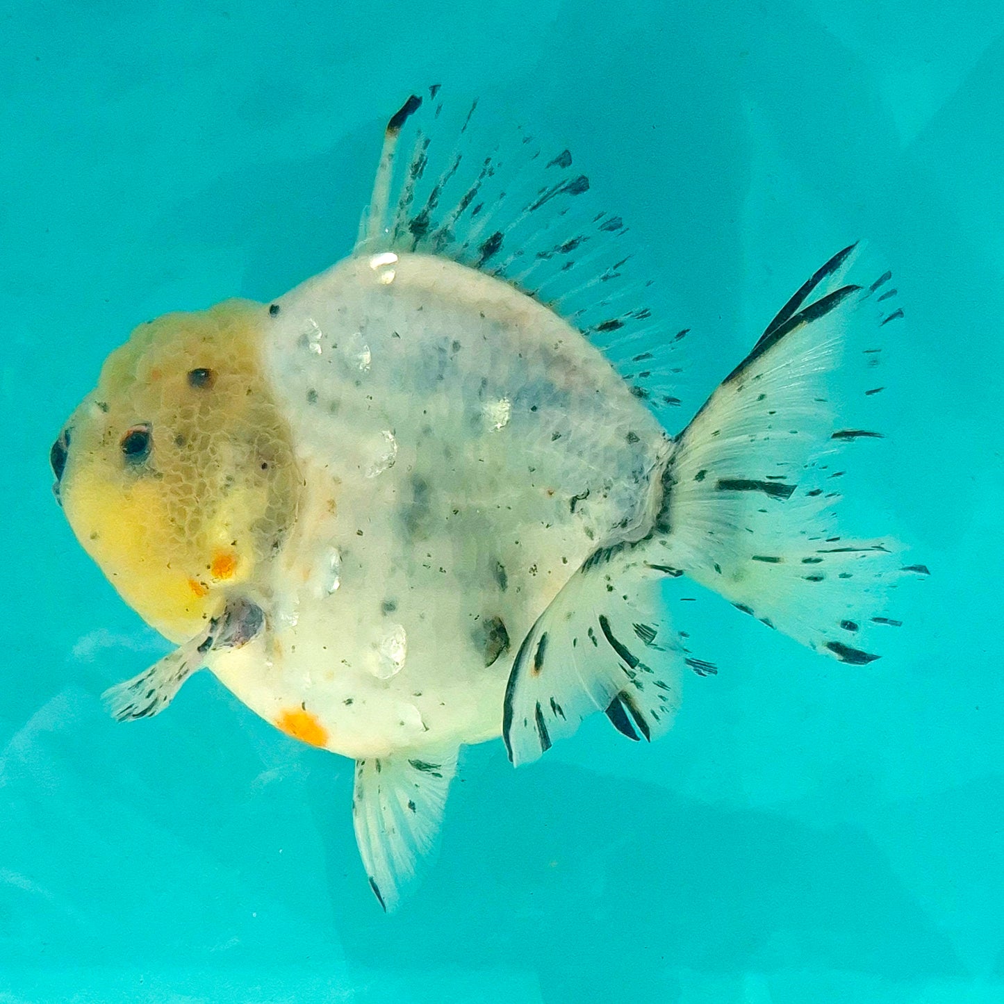 Live Fish Calico Godzilla Oranda