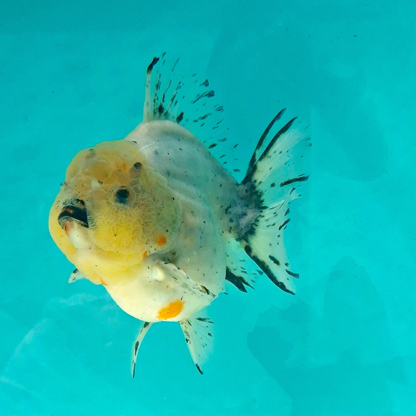 Live Fish Calico Godzilla Oranda