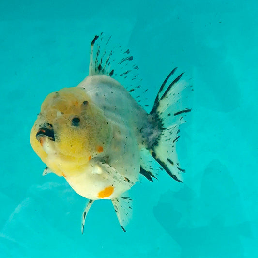 Live Fish Calico Godzilla Oranda