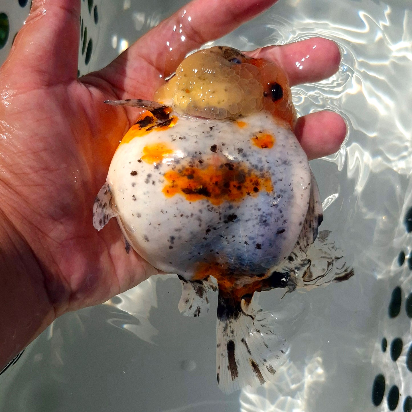 Live Fish Calico Godzilla Oranda