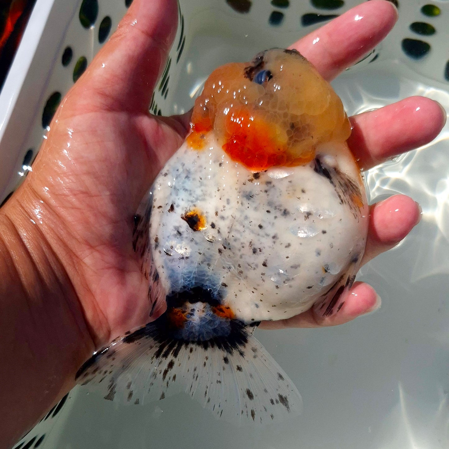 Live Fish Calico Godzilla Oranda