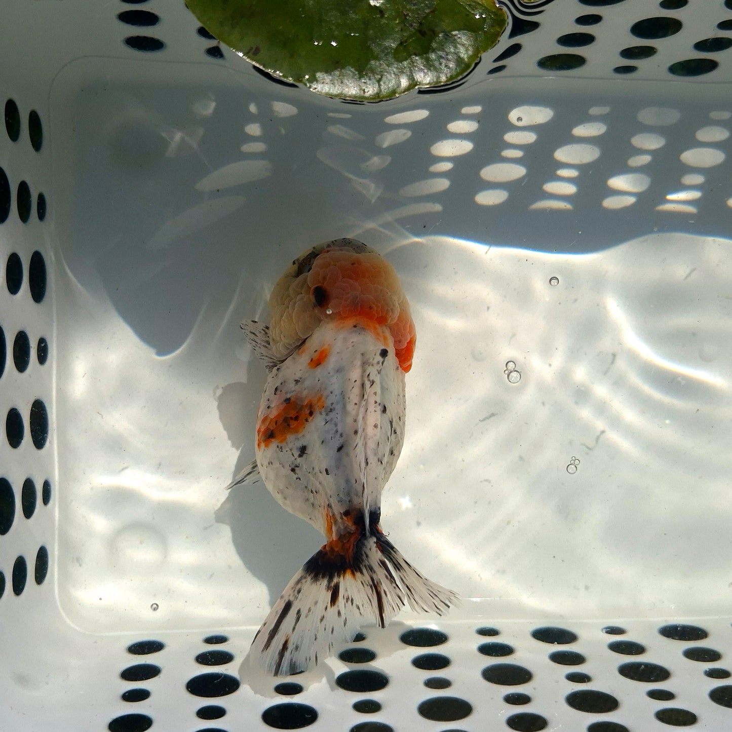 Live Fish Calico Godzilla Oranda