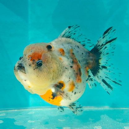 Live Fish Calico Godzilla Oranda