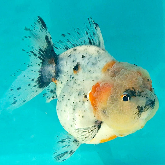 Live Fish Calico Godzilla Oranda