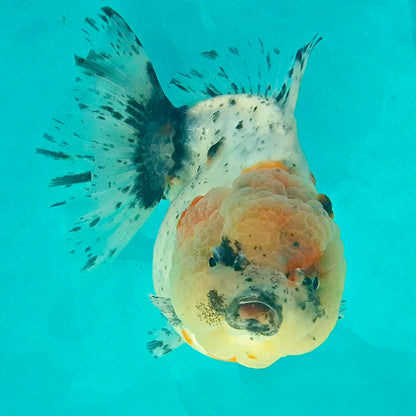 Live Fish Calico Godzilla Oranda