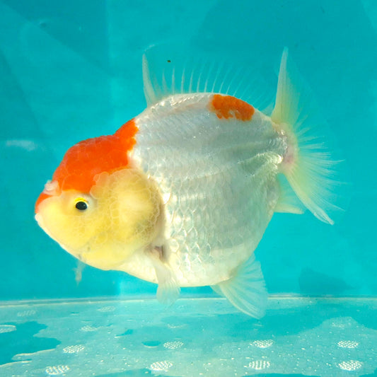 Live Fish Red Cap Godzilla Oranda