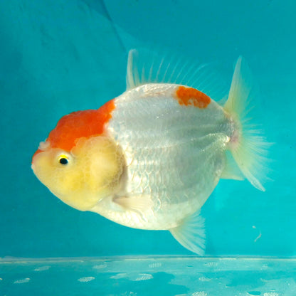 Live Fish Red Cap Godzilla Oranda