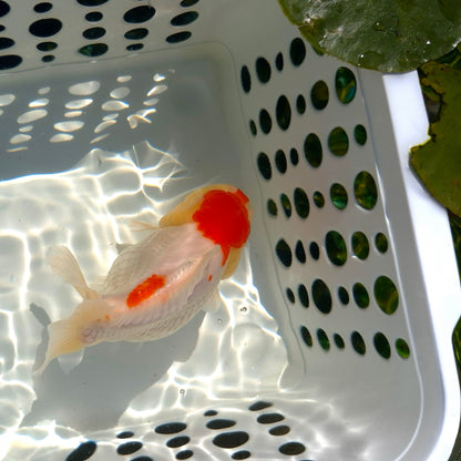 Live Fish Red Cap Godzilla Oranda