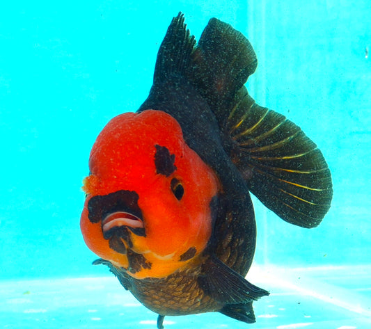 Live Fish Apache Godzilla Oranda