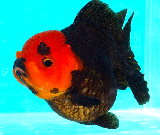 Live Fish Apache Godzilla Oranda