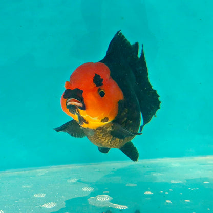 Live Fish Apache Godzilla Oranda