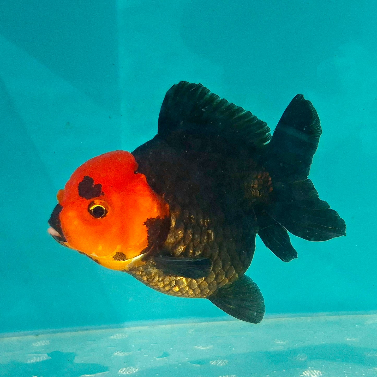 Live Fish Apache Godzilla Oranda