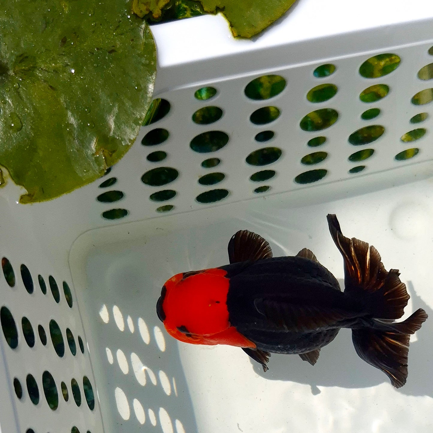 Live Fish Apache Godzilla Oranda