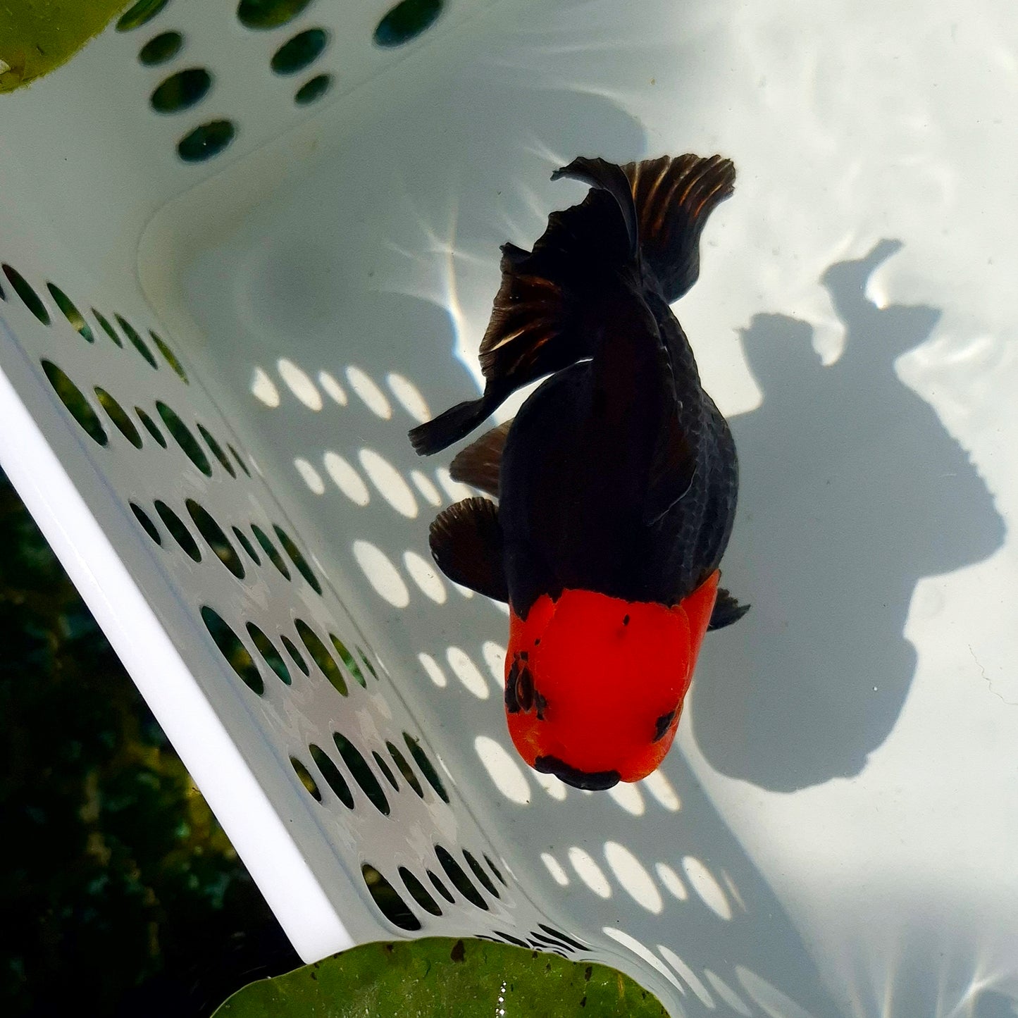 Live Fish Apache Godzilla Oranda