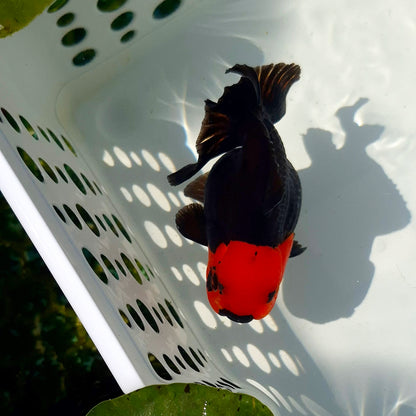 Live Fish Apache Godzilla Oranda