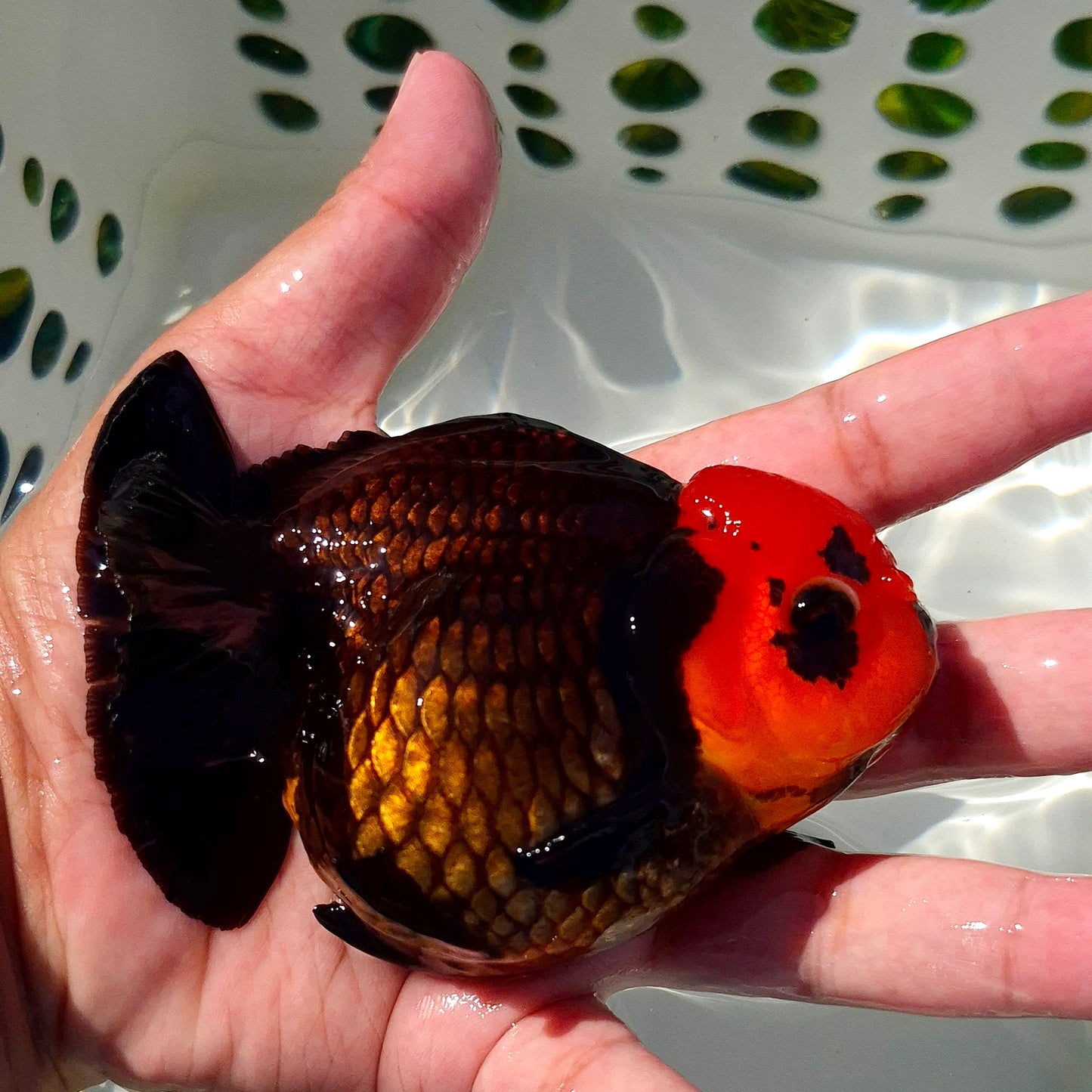 Live Fish Apache Godzilla Oranda