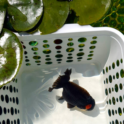 Live Fish Tricolor Godzilla Oranda