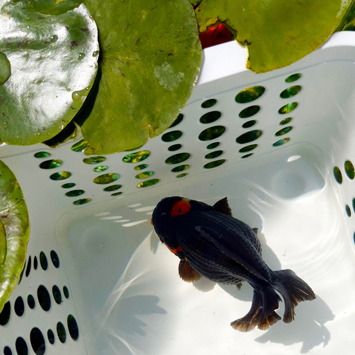 Live Fish Tricolor Godzilla Oranda