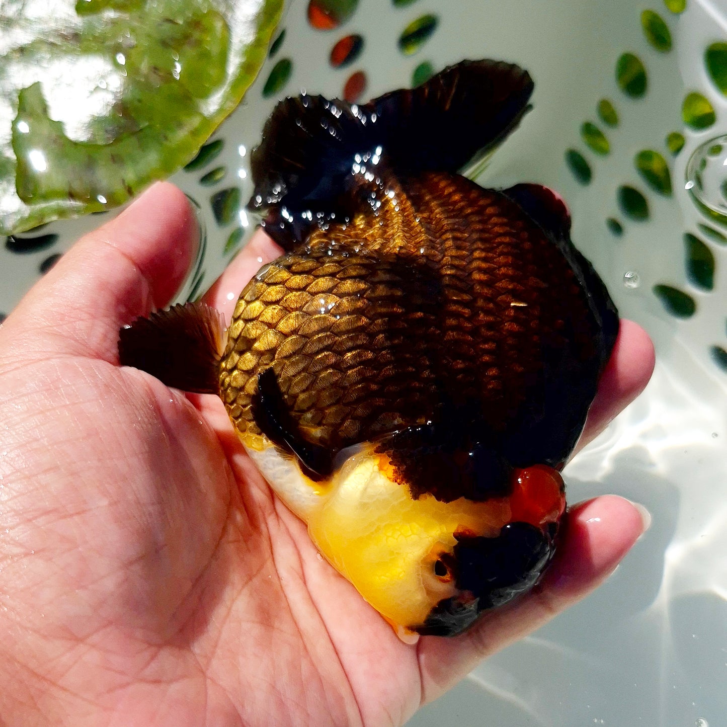 Live Fish Tricolor Godzilla Oranda
