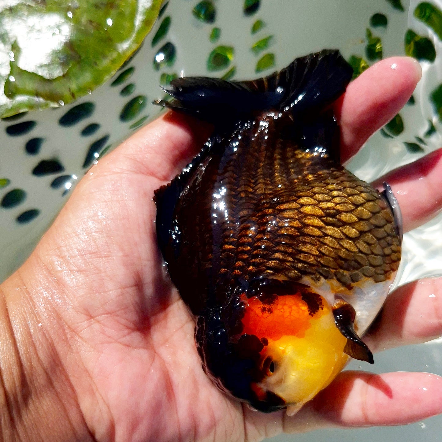 Live Fish Tricolor Godzilla Oranda
