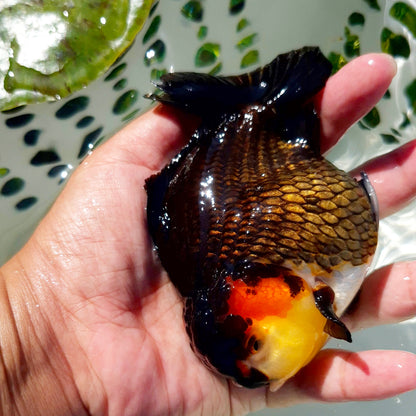 Live Fish Tricolor Godzilla Oranda