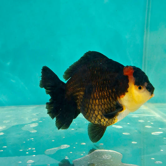 Live Fish Tricolor Godzilla Oranda