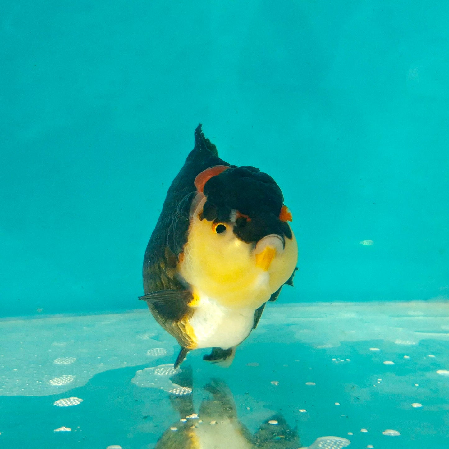 Live Fish Tricolor Godzilla Oranda