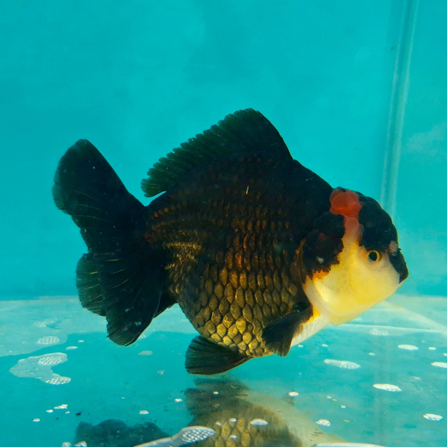 Live Fish Tricolor Godzilla Oranda