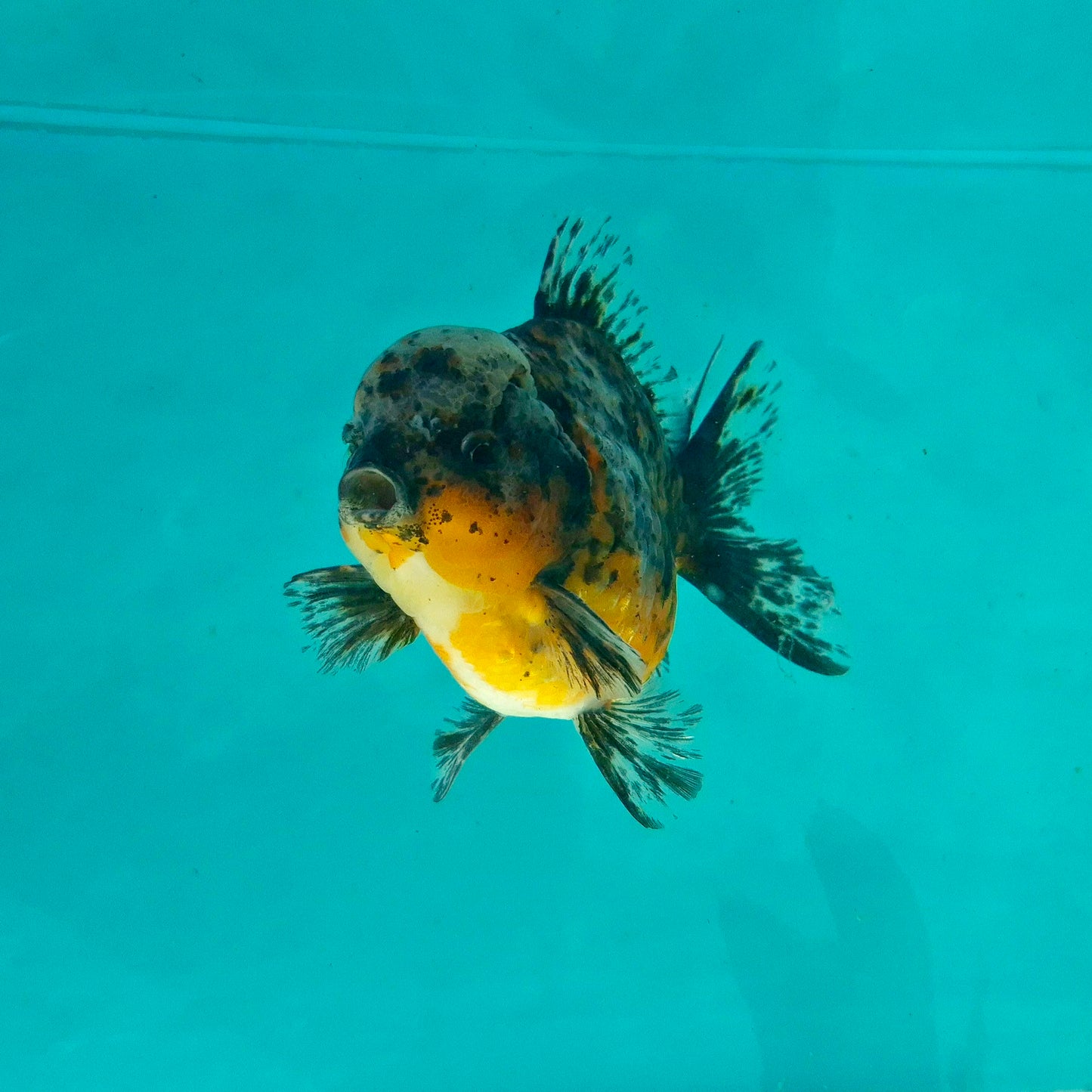 Live Fish Calico Godzilla Oranda