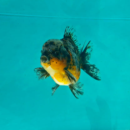 Live Fish Calico Godzilla Oranda