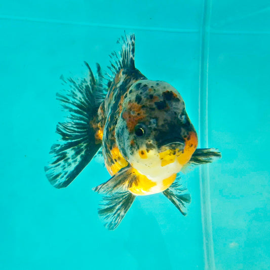 Live Fish Calico Godzilla Oranda