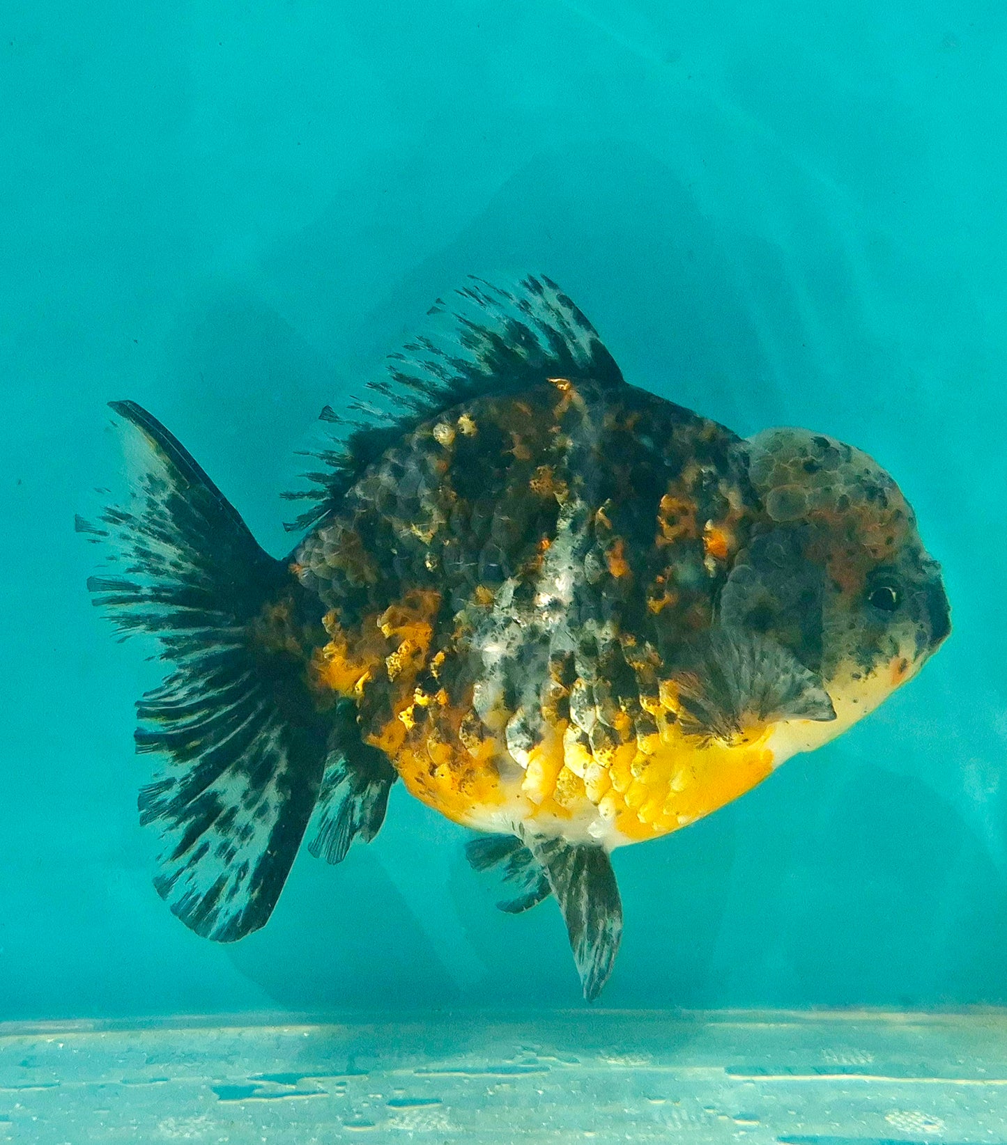 Live Fish Calico Godzilla Oranda