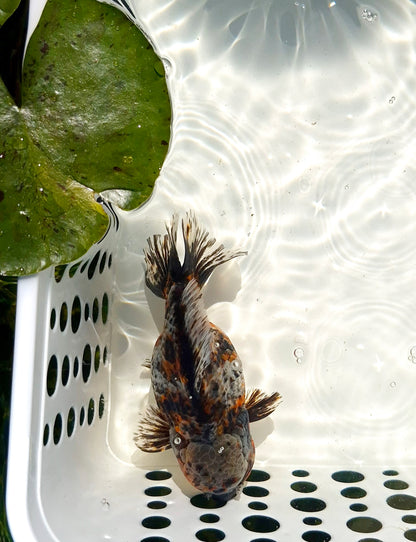 Live Fish Calico Godzilla Oranda