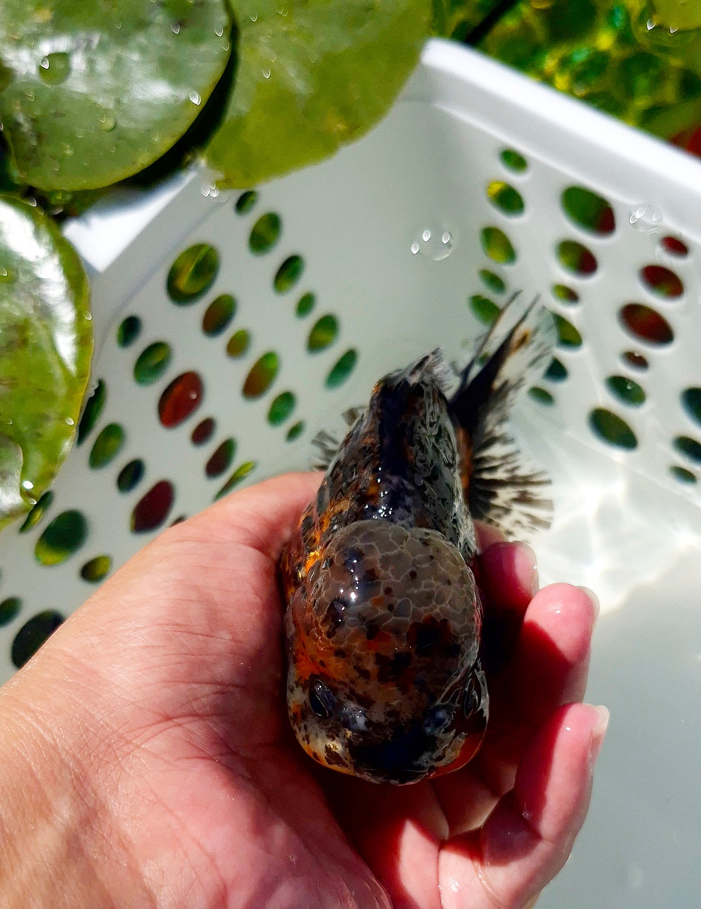 Live Fish Calico Godzilla Oranda