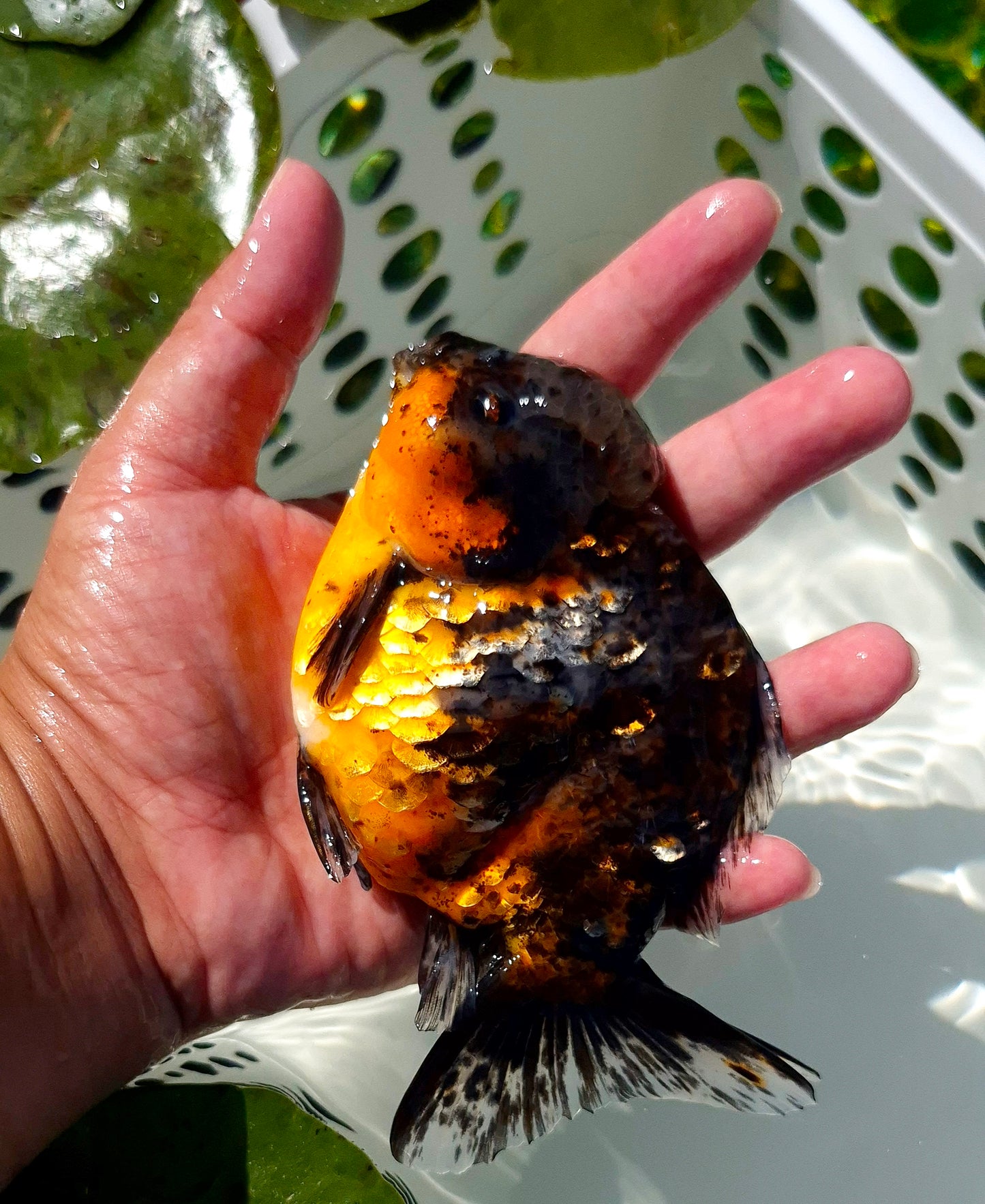 Live Fish Calico Godzilla Oranda