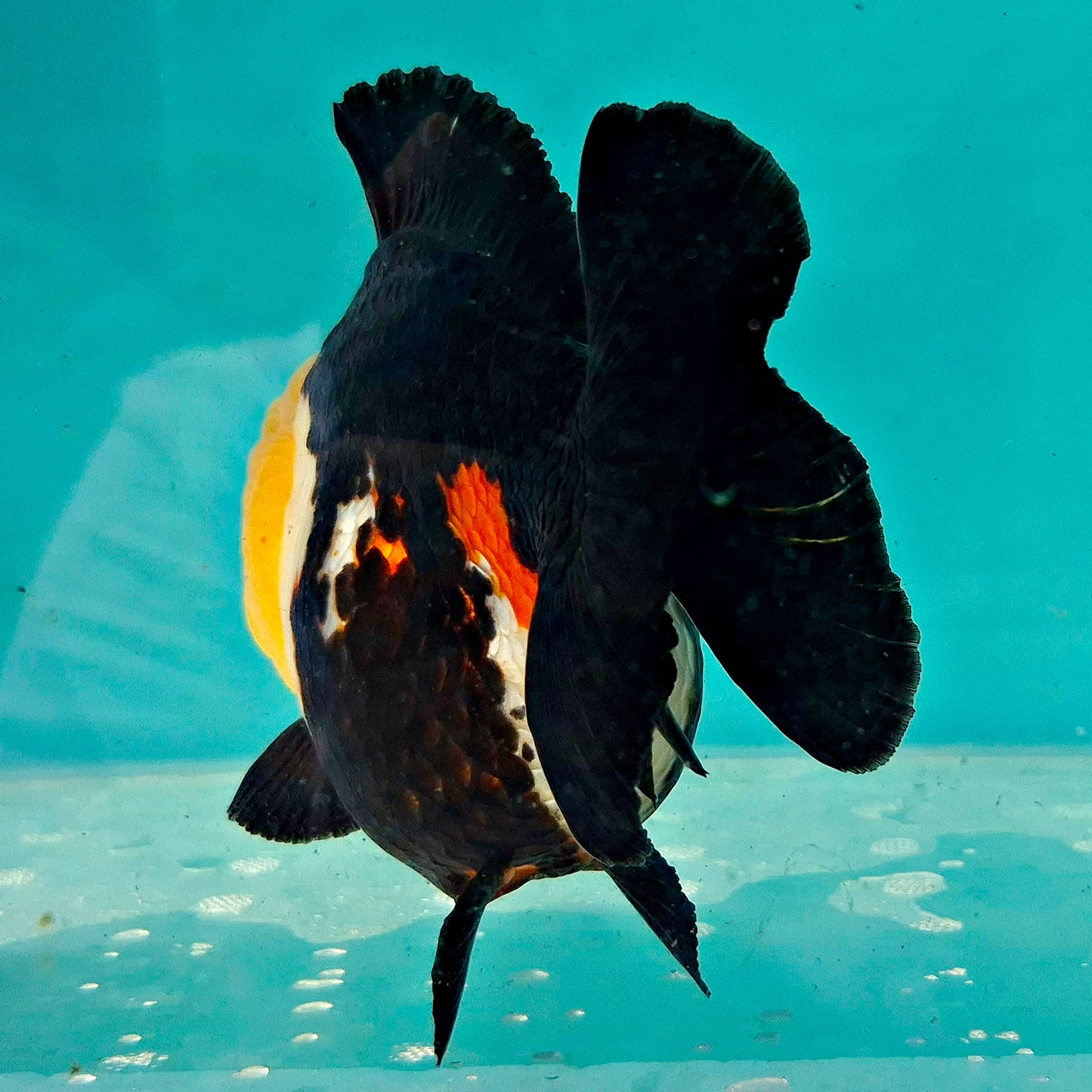 Live Fish Tricolor Godzilla Oranda