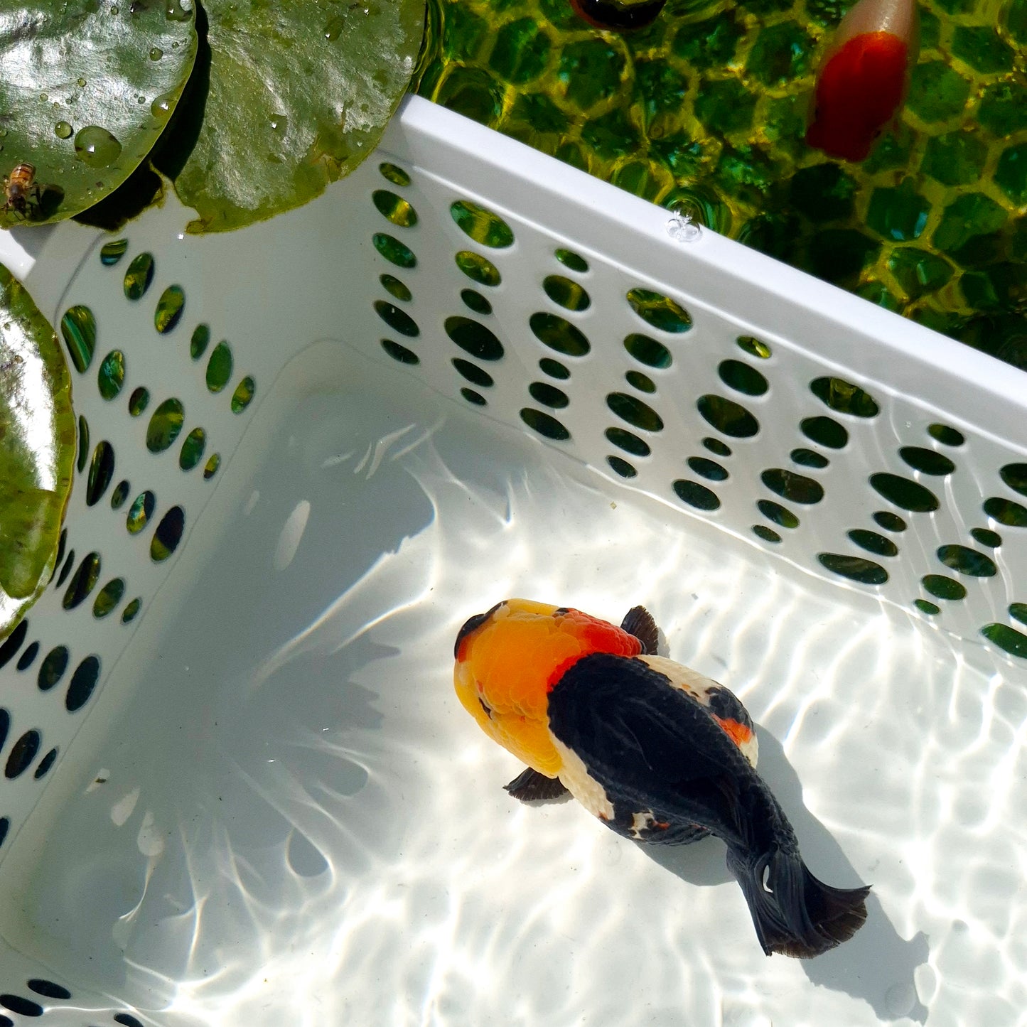 Live Fish Tricolor Godzilla Oranda