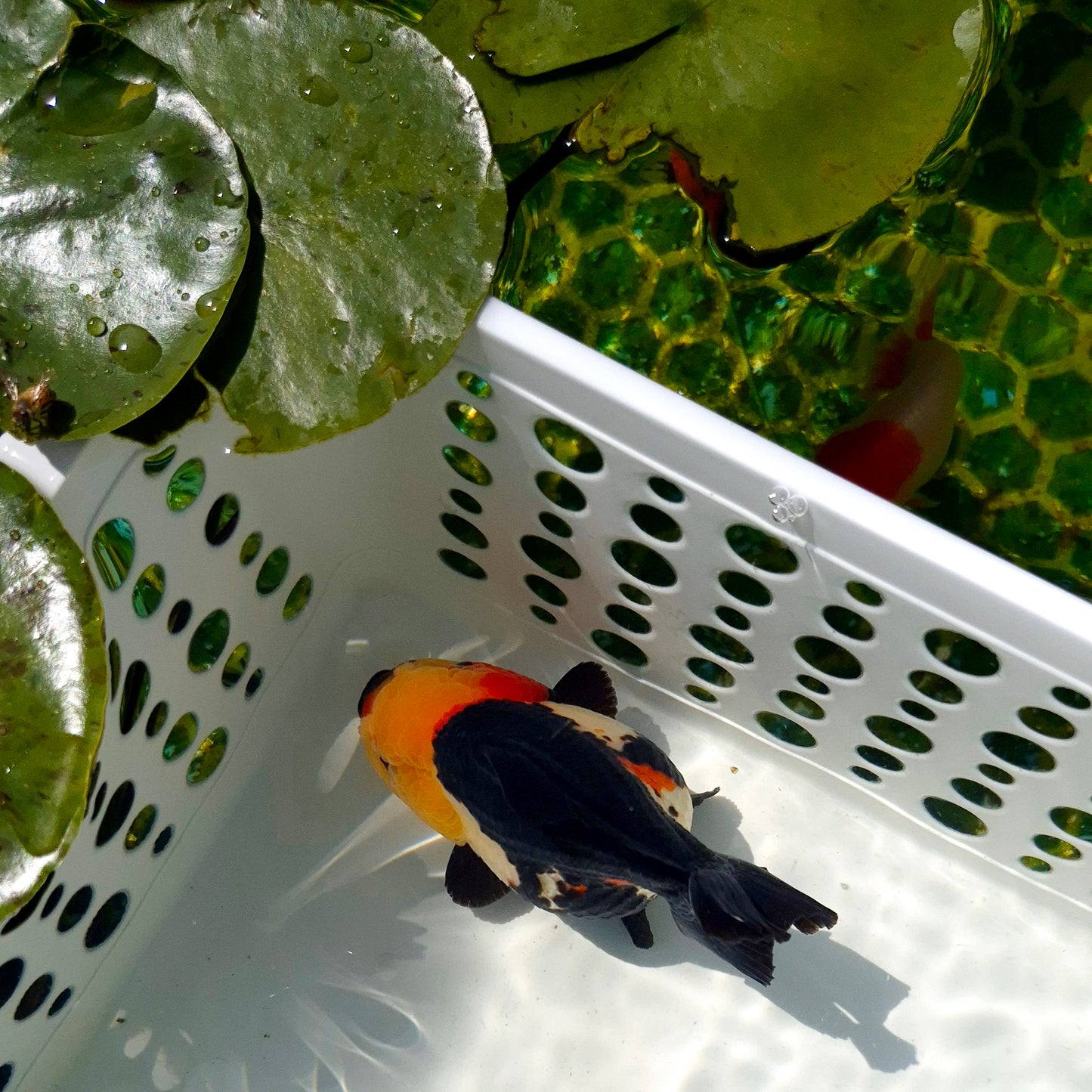 Live Fish Tricolor Godzilla Oranda