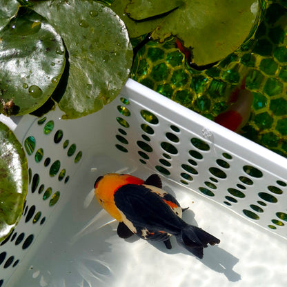 Live Fish Tricolor Godzilla Oranda