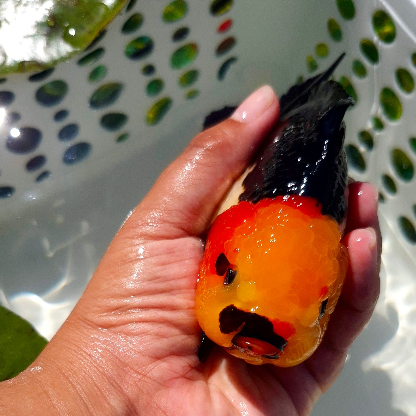 Live Fish Tricolor Godzilla Oranda