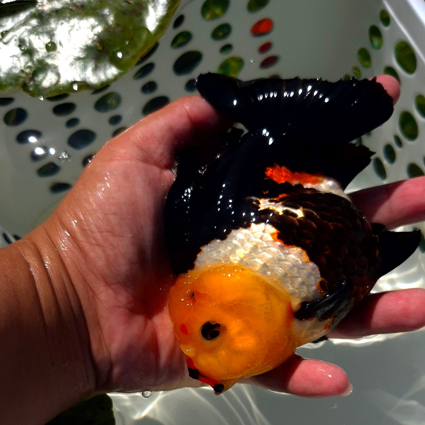 Live Fish Tricolor Godzilla Oranda