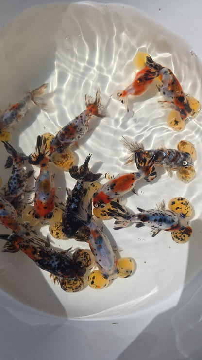 Calico/Tigers Bubble Eye Goldfish