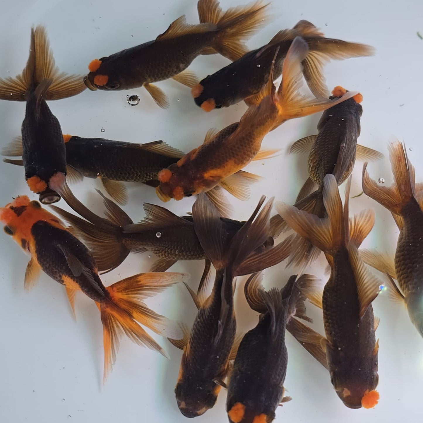 Pom Pom Copper Oranda Juvenile