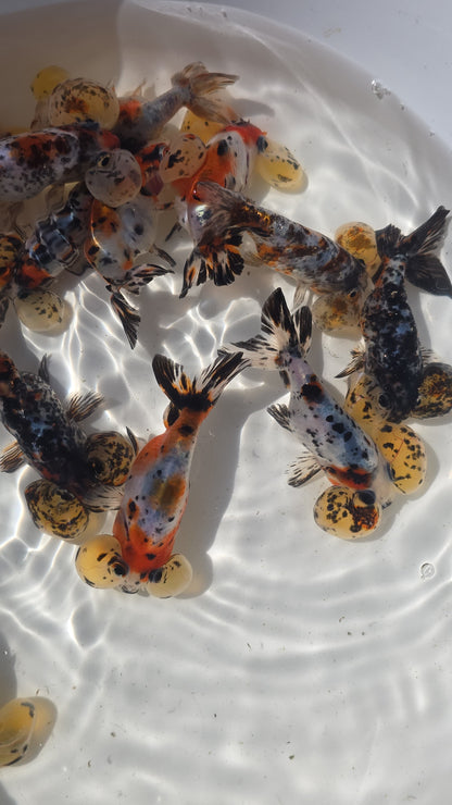 Calico/Tigers Bubble Eye Goldfish